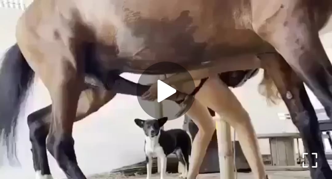 Le@ks video of Horse f****** the owner